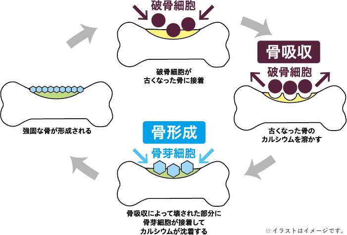 骨の健康が気になる方に 丈夫な骨を維持するヨーグルト 商品紹介 おいしさは いつも自然から らくれん