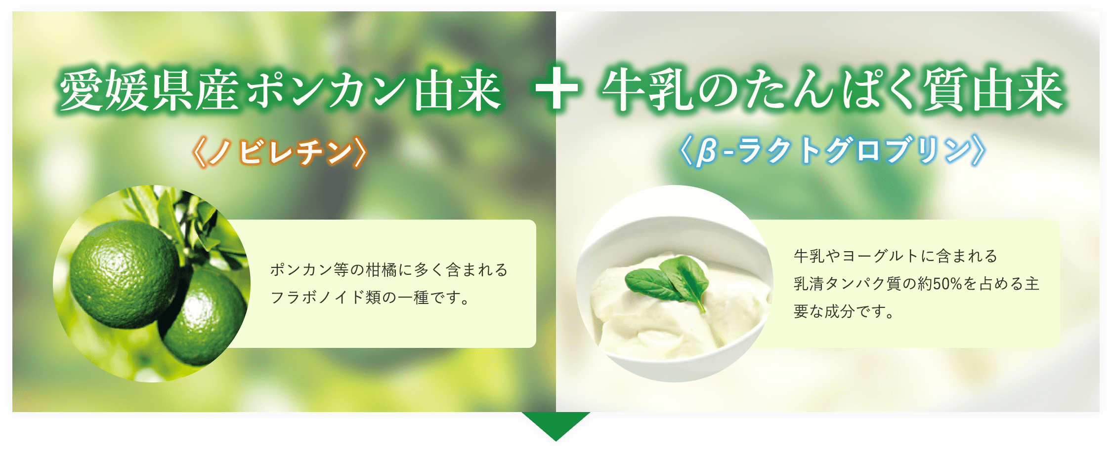 ミカン果皮に含まれるノビレチンとヨーグルトに含まれるβ-ラクトグロブリンの2つのチカラ